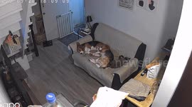 Snake slithers across living room floor as pet dogs and cat nap on sofa