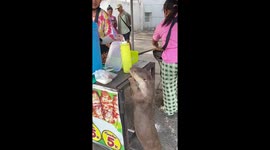 Otter visits market stall to ask for a snack