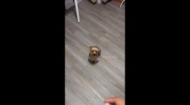 Dramatic Yorkie's Theatrical Bang Trick