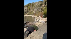 Sleeping Man Awoken By Mooing Beach Cow
