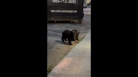 Black Bear Family Greets Gatlinburg Tourists
