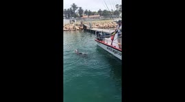 Unexpected Guest! Cape Fur Seal Interrupts Boat Cleaning for a Shower, in Mossel Bay