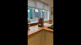 Devon Rex Cat in Carrier Bag