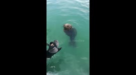 A Seal's Thank You: Rescued Cape Fur Seal Bonds with Humans in Mossel Bay