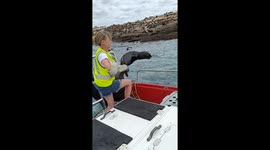Rescued Cape fur seal babies get returned to their mummies in Mossel Bay