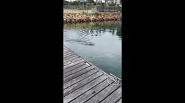 Cute Cape fur seal comes to say hi to 5-year old at Mossel Bay's harbour