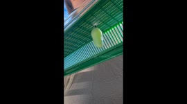 Mom’s Fart Ruins Kid’s Butterfly Moment