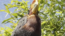 This Stunning RUFOUS HORNBILL enjoying a lovely sunny mornings breeze.