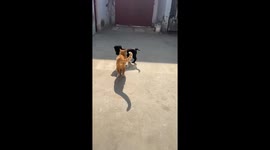 Puppy Teasing Kitten