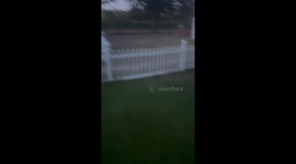 Ducks Don't Approve Of Mallard Friend's Flying