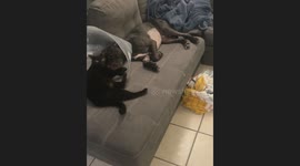 Cat comforts cone-wearing dog after surgery