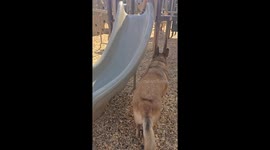 Dogs Determined To Climb Slide