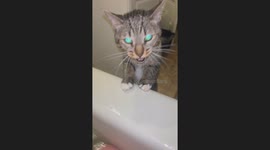 Lifeguard Kitty Trying to Rescue Owner from Washcloth
