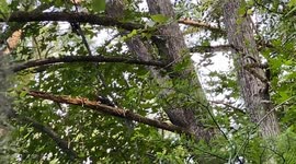 red headed Woodpecker