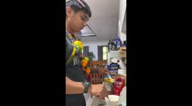 Pet parrots perch on busy owner while he makes their food