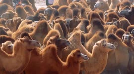 China: Camel industry fuels rural prosperity in Xinjiang