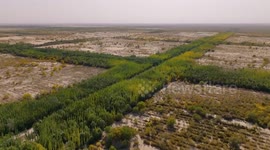 China: Man-made green belt transforms Taklimakan desert, enables plant cultivation