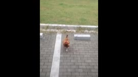 Trained animals run to their cages on command in Henan, China