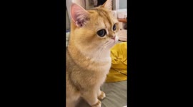Owner imitates cat meows to get pet’s attention in Beijing, China