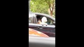 Adorable dogs spotted on the road in Zhejiang, China