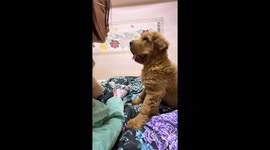 Dog slaps owner after missed kiss in Jiangsu, China