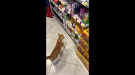Cat leads shopping trip and demands luxury food in Betina, Croatia