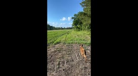 Dog’s surprising hunt with fawn in South Carolina, USA