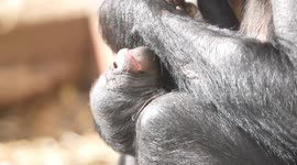 Endangered bonobo baby born at Twycross Zoo