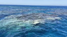 Divers explore stunning coral ecosystems at St. John Reefs