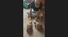 TikTok creator captures wholesome tortoise moment with boyfriend, hits 2.7M views