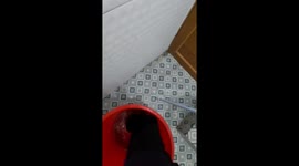 Youngster stands in bucket of water as rat rampages through bathroom