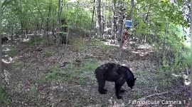 Black bear plays with wildlife cameras in New York