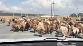 Driver stuck behind flock of sheep amused by their wiggling backsides