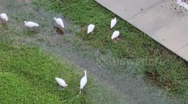 US: Ibis Birds Enjoy Extra Water During Flooding in Sunny Isles Beach, FL