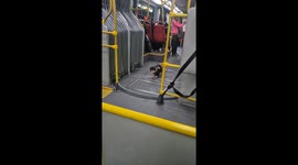 Fashionable Cat Struts Through Public Transport