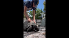 Galápagos tortoise ASMR video charms TikTok with 357K views