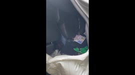 Car Drives Over Tree and Crashes Into Backyard