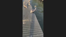 Fake Pelican