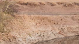 Impala Narrowly Escapes Wild Dogs