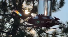 Iridescent Light Dances on Hummingbird Wings