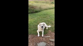 Sweet Golden Girl's Second Chance: A Rescue Dog's Happy Farm Life!