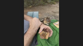 Hungry Chipmunk Steals Boyfriends Snack on Hike