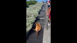 Dog Lays Down in VMFA Waterfall Fountain