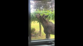 Young Moose Help Trim Tree