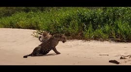 Mighty Jaguar Meets Its Match in Tiny Bug