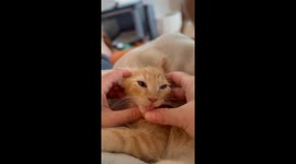 Kitten Enters Another Dimension During Good Ear Rubs