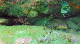 Translucent Colorful Shrimp