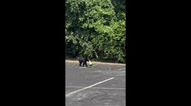 Black Bear Cub on Safety Patrol