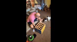 Dog enrichment game goes wrong as pooches target cardboard box rather than treat