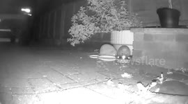 hedgehog